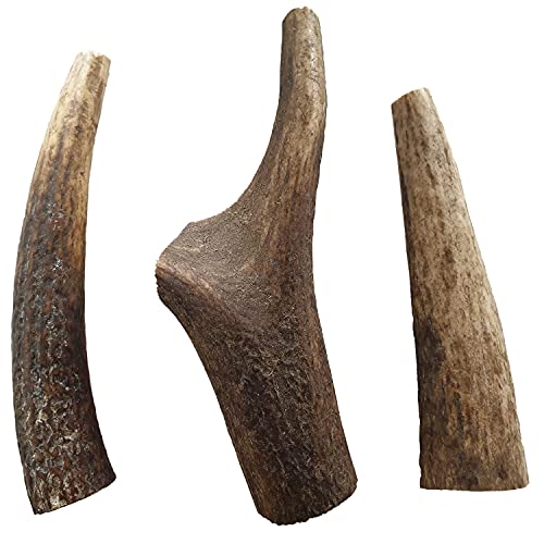 Highland Antler - Natural Antler Dog Chew. Pack of 1x Medium (75-150g) Naturally Shed Red Deer Antler, Long Lasting Dog Chew Bone With Calcium And Minerals (Shape may vary) - Image 3