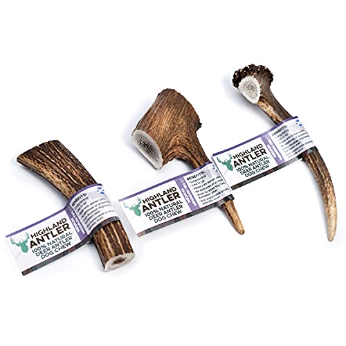 Highland Antler - Natural Antler Dog Chew. Pack of 1x Medium (75-150g) Naturally Shed Red Deer Antler, Long Lasting Dog Chew Bone With Calcium And Minerals (Shape may vary) - Image 4