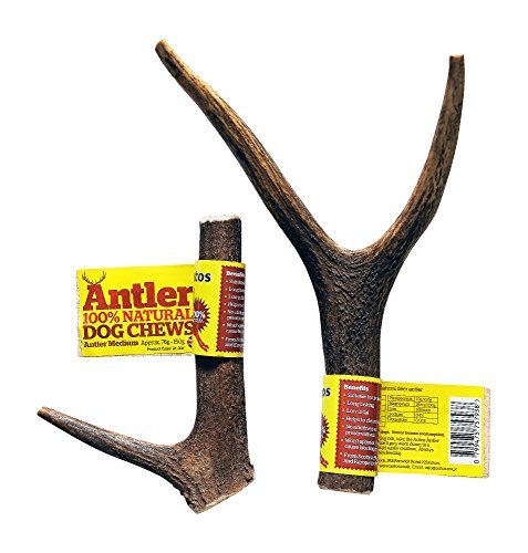 Antos - Antler Dog Chews - Healthy Dog Treats - Medium Size, 100% Natural, Pack of 2 - Image 4