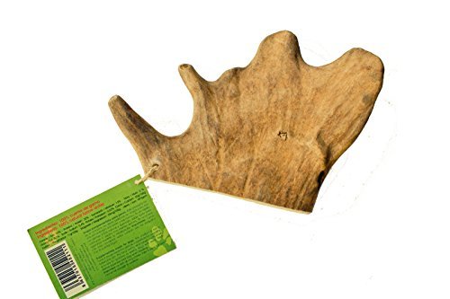 Antos Fallow Deer Antler Chew 100 Percent Natural, Medium Size - Image 3