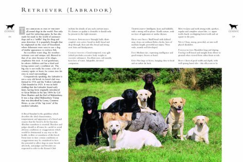 The Kennel Club's Illustrated Breed Standards: The Official Guide to Registered Breeds - Image 5