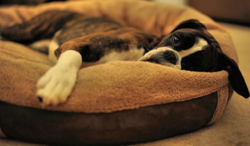 Wolfybeds Luxury Wraparound Fleece Dog Bed Size Large - Image 3