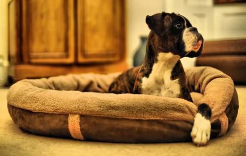 Wolfybeds Luxury Wraparound Fleece Dog Bed Size Large - Image 4