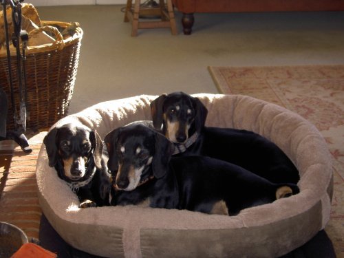 Wolfybeds Luxury Wraparound Fleece Dog Bed Size Large - Image 5