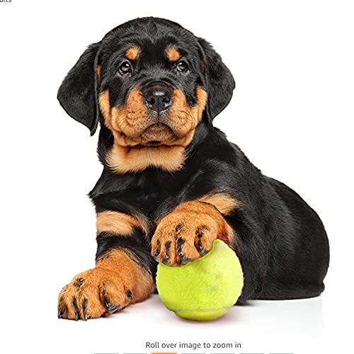 Pack of 6 Tennis Balls, Sport Play Dog Toy Ball, Great For Lessons, Practice, Throwing Machines & Playing with Pets - Image 8