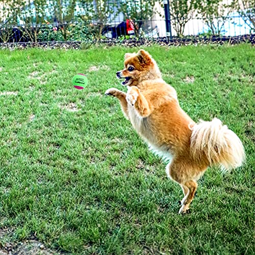 Scenereal Squeaky Tennis Balls for Dogs 12 Packs, Dog Ball Toys 5cm for Dog Training Exercise, Interactive Dog Bouncing Balls for Small Medium Dogs Puppies - Image 7