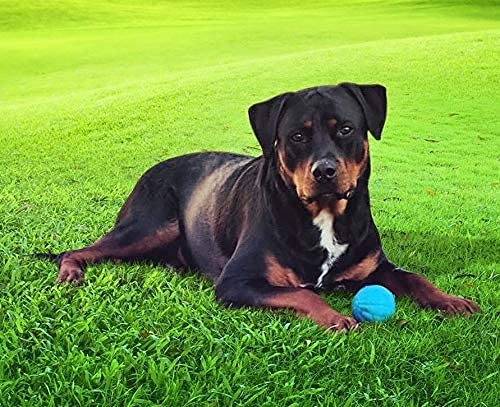 Pet Qwerks Talking Babble Ball Hundespielzeug - Image 3