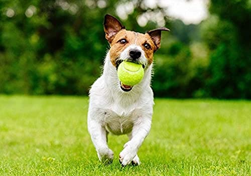Tennis Balls - (Pack of 12 with Mesh Carrying Bag) - Tennis Balls For Dogs - Sports Tennis - Dog Balls, Tooth Friendly - Strong Tennis Balls For your beloved Dogs - Image 3