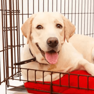 Dog Crates