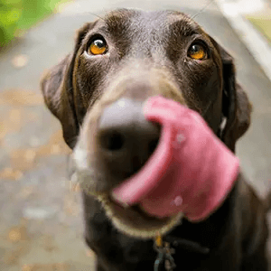Automatic Dog Feeders
