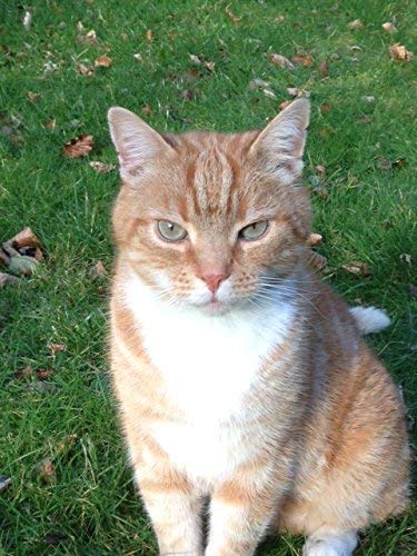 Broadreach Nature + CALM CARE FOR DOGS AND CATS - AWARD WINNING PRODUCT! - Advanced Veterinary formula - Natural Ingredients - to support stress and anxiety- 50 caps - Image 4