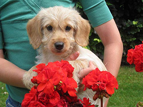 Broadreach Nature + CALM CARE FOR DOGS AND CATS - AWARD WINNING PRODUCT! - Advanced Veterinary formula - Natural Ingredients - to support stress and anxiety- 50 caps - Image 7