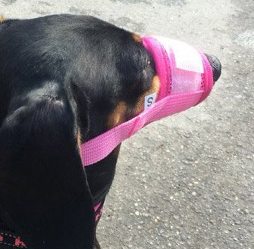 Doggie Style Store Pink Soft Mesh Dog Pet Muzzle Nylon Bark Mouth Anti Bite Adjustable Comfortable Snout Mask - Image 5