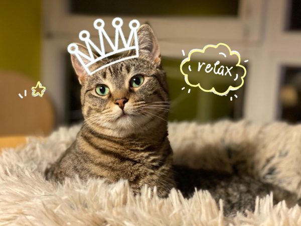 Mirkoo Dog Beds Calming Donut Pet Bed Washable Anti Anxiety Faux Fur Pet Bed, Round Fluffy Plush Dog Bed for Large Medium Small Dogs (L/XL/XXL/XXXL) - Image 8