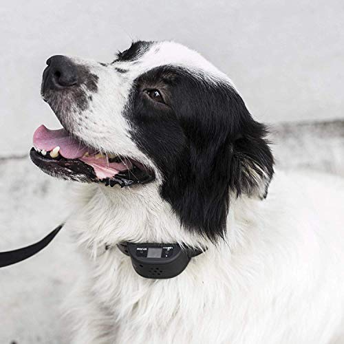 Pet Union No Bark Dog Collar, Stop Dogs Barking with Sound & Vibration, Humane (No Shock or Harmful Sprays) Rechargeable Anti Bark Dog Training Collar - Image 4
