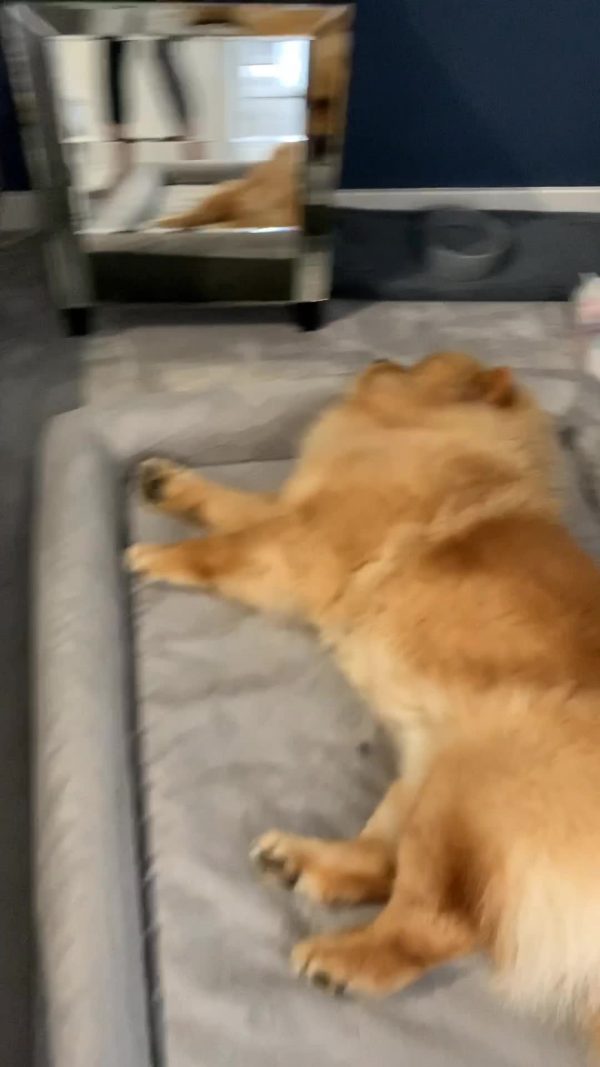 iMedic Premium Memory Foam Large Dog Bed for 27-42kgs Dogs - 114x90cm Large Waterproof Dog Bed - Orthopedic Dog Beds Large Size - Dog Beds Large Washable - Beds, Bedding & Furniture for Dogs - Image 8