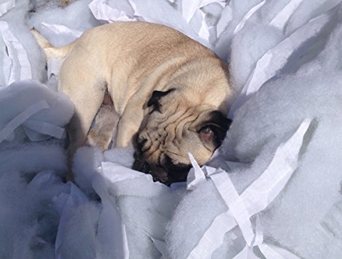 new range of very hard wearing dog beds that is not only waterproof to keep your pet dry at all times but also has a totally removable cover that can be washed when requiredWaterproof Dog Bed,Dog Beds,Pet - Image 7