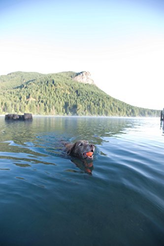 CHUCKIT! ULTRA BALL PET ANIMAL TOYS & TREATS - Image 4