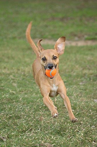 Chuckit! Tennis Balls for Dogs Durable Launcher Compatible Dog Ball Toy - Image 5