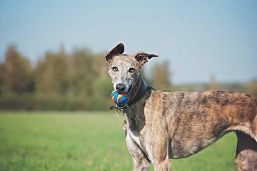 ChuckIt! Ultra Squeaker Ball Dog Toy, Durable High Bounce Floating Rubber Squeaky Dog Ball, Launcher Compatible Toy For Dogs, 2 Pack, Medium - Image 5