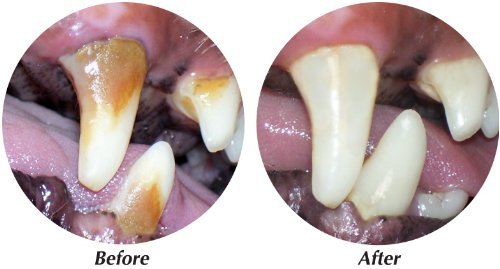 HDP Tropiclean Fresh Breath Clean teeth gel holistic Made in USA - Image 3