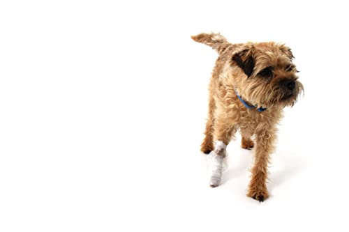 Mountain Paws Dog First Aid Kit - Compact Size, Easy to Carry on Walks, for Home, Outdoor or Travel - Image 8