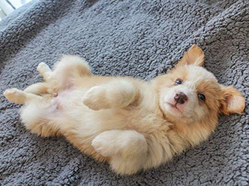 furrybaby Premium Fluffy Fleece Dog Blanket, Soft and Warm Pet Throw for Dogs & Cats Grey (Small (60x80cm)) - Image 8