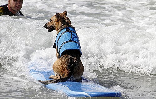 Aquiver Dog Lifesaver Safety Reflective Vest,Pet Life Jacket Size Adjustable Preserver Saver Life Vest Coat for Swimming Surfing Boating Hunting - Image 3