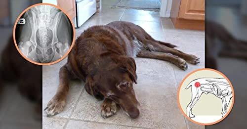 Extend - Joint Care For Dogs - 1 Month Supply - Glucosamine for Dogs with MSM & Ascorbic Acid - Pure Grade Ingredients - Image 8