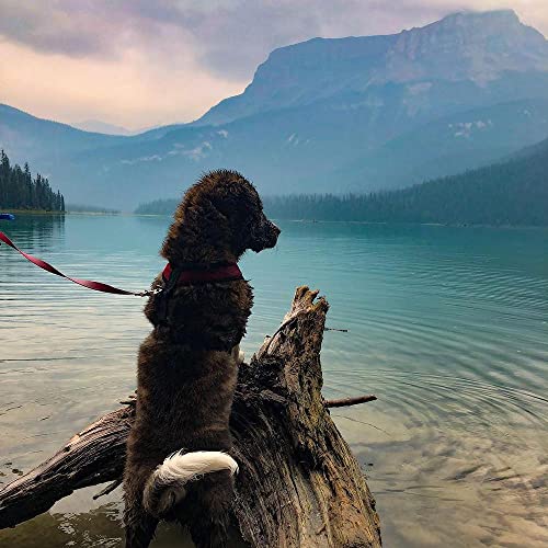 GOOBY Comfort X Head-In Harness - Image 6