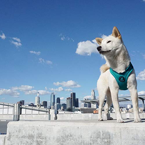 Gooby Convertible Dog Harness - Hybrid Step-in & Head-in Dog Harnesses for Small Dogs - Perfect on The Go Neoprene Dog Harness for Medium Dogs No Pull and Small Dog Harness for Indoor and Outdoor Use - Image 8