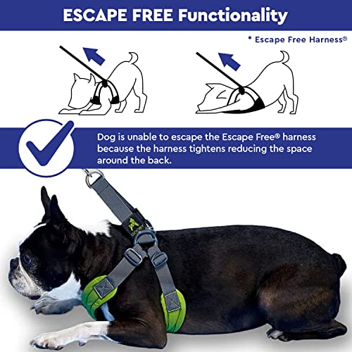 Gooby Escape Free Memory Foam Harness - Purple, Medium - No Pull Step-in Small Dog Harness with Four Point Adjustment - Perfect on The Go Dog Harness for Medium Dogs No Pull and Small Dogs - Image 7