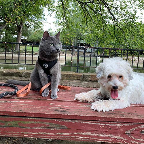 Gooby Soft Mesh Dog Harness - All Weather Mesh Head-in Small Dog Harness with D Ring Leash - Perfect on The Go Breathable Dog Harness for Medium Dogs No Pull and Small Dogs for Indoor and Outdoor Use - Image 9