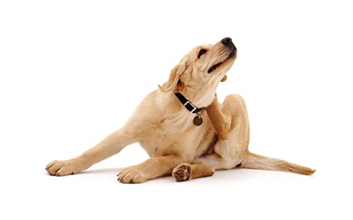 Johnsons Vet Dog Flea Pump Spray, 100 ml - Image 5