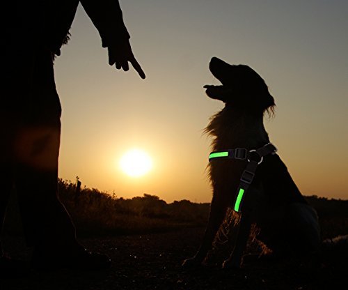 LED Dog Harness collar luminous Harness in the colour green L of the brand PRECORN - Image 3