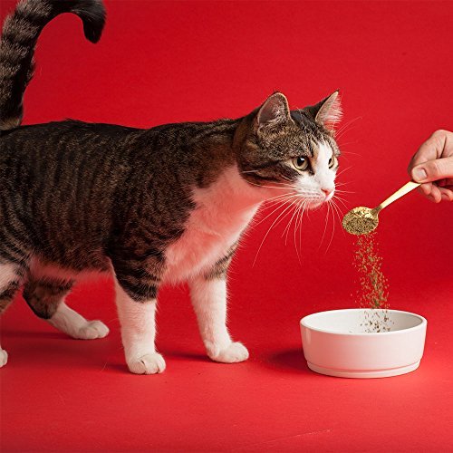 Missing Link for Cats and Dogs - Image 7