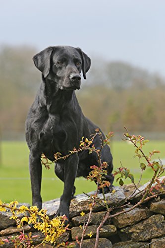 Skinner’s Field & Trial Lamb & Rice – Complete Dry Adult Dog Food, For Active and Energetic Dogs, Sensitive, 15kg - Image 7