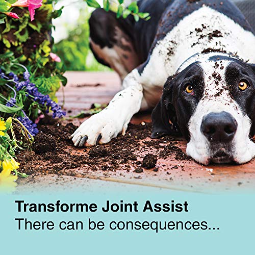 Transforme Joint Care Supplement for Dogs and Cats, Joint Assist High Strength Glucosamine, Chondroitin, MSM, Cod Liver Oil Plus Vitamins A, C & E, 250ml - Image 7
