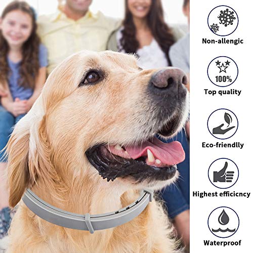 Zwini Flea and Tick Collar for Dogs Natural Dog Anti Flea Collar with 8 Month Protection 24.4’’Fits for Small Medium Large Pets - Image 7