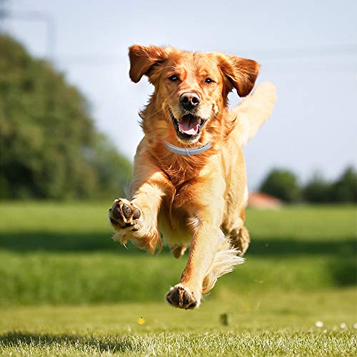 Zwini Flea and Tick Collar for Dogs Natural Dog Anti Flea Collar with 8 Month Protection 24.4’’Fits for Small Medium Large Pets - Image 8