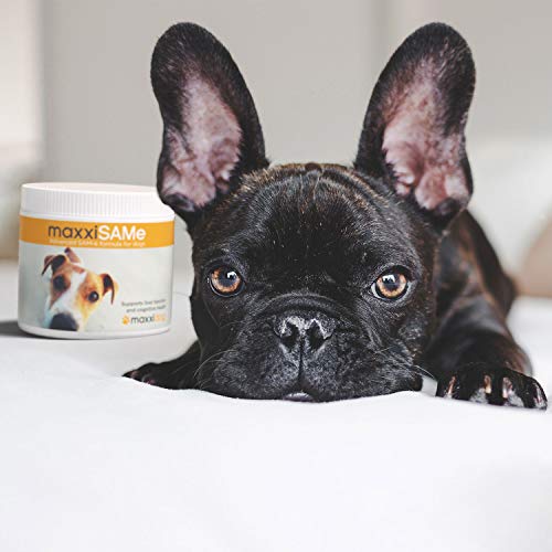 maxxipaws maxxiSAMe Advanced SAM-e Liver and Cognitive Supplement for Dogs Given with Food - Powder 150 g - Image 5