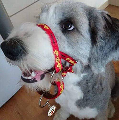 DOGMATIC HEADCOLLAR PADDED CUSHIONED WEBBING PCW - PURPLE - SIZE 3L - Image 3