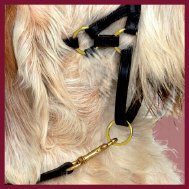 DOGMATIC LEATHER HEADCOLLAR - BLACK - SIZE 5 - Image 3