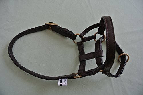 DOGMATIC LEATHER HEADCOLLAR - BLACK - SIZE 6 - Image 5