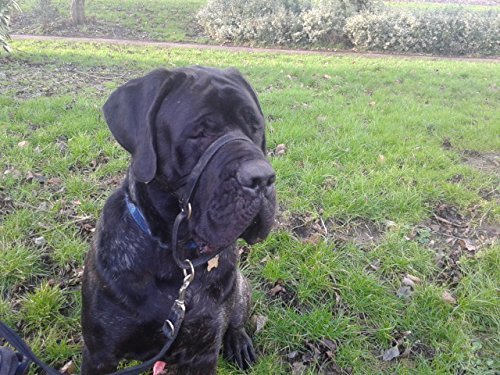 DOGMATIC LEATHER HEADCOLLAR - BLACK - SIZE 6 - Image 2