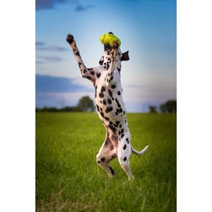 KONG Air Fetch Stick a great interactive fetch toy comes in either medium or large - Image 3