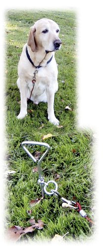 Kerbl Spiral Stake with Yard Lead, 5 mm x 6 m/ 8 mm x 40 cm - Image 3