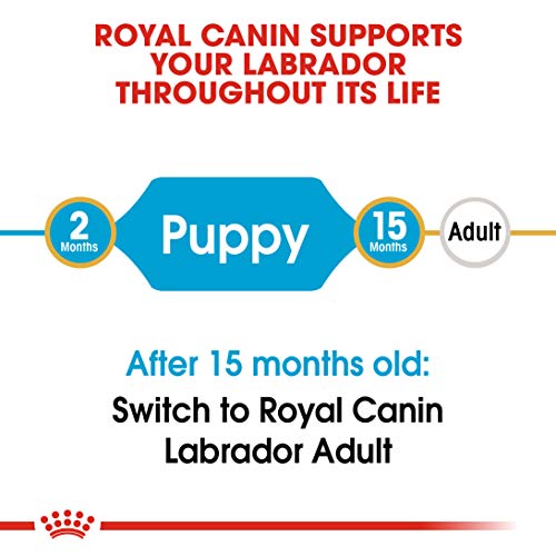 Royal Canin Labrador Retriever 33 Dry Puppy (Junior Dog) Food - Image 4