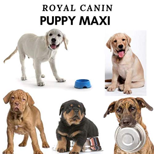 Royal Canin Maxi Puppy / Junior Wet Dog Food 40 Packs 140g Each Specially Developed For Young And Growing Large Breed Dog Up To 15 Months Old - Image 5