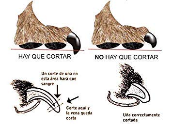 Artero Complements Nail Trimmer-Big - Image 4